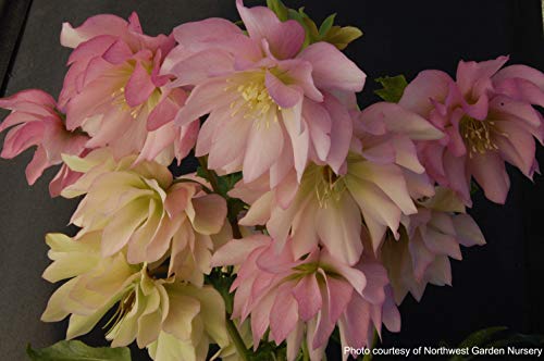 Perennial Farm Marketplace Helleborus x W.J. 'Cotton Candy' (Lenten Rose) Perennial, 1 Quart, Pink Flowers