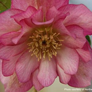 Perennial Farm Marketplace Helleborus x W.J. 'Cotton Candy' (Lenten Rose) Perennial, 1 Quart, Pink Flowers