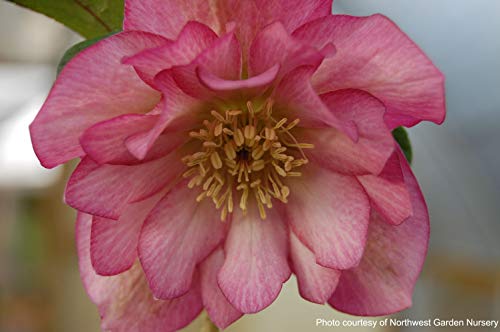 Perennial Farm Marketplace Helleborus x W.J. 'Cotton Candy' (Lenten Rose) Perennial, 1 Quart, Pink Flowers