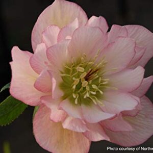 Perennial Farm Marketplace Helleborus x W.J. 'Cotton Candy' (Lenten Rose) Perennial, 1 Quart, Pink Flowers