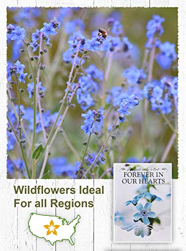 American Meadows Wildflower Seed Packets "Forever in Our Hearts" Memorial Favors (Pack of 20) - Forget-me-Not Seed Mix, Favors for Funerals, Wakes, Viewings, Visitations, Memorial Services