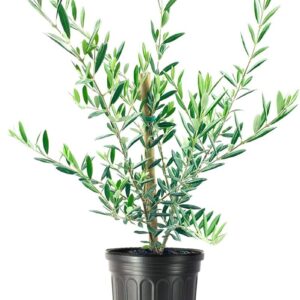 Arbequina Olive Tree - Beautiful Live Plant - 6 Inch Pot - Grow Your Own Olives Indoors - Olea Europaea