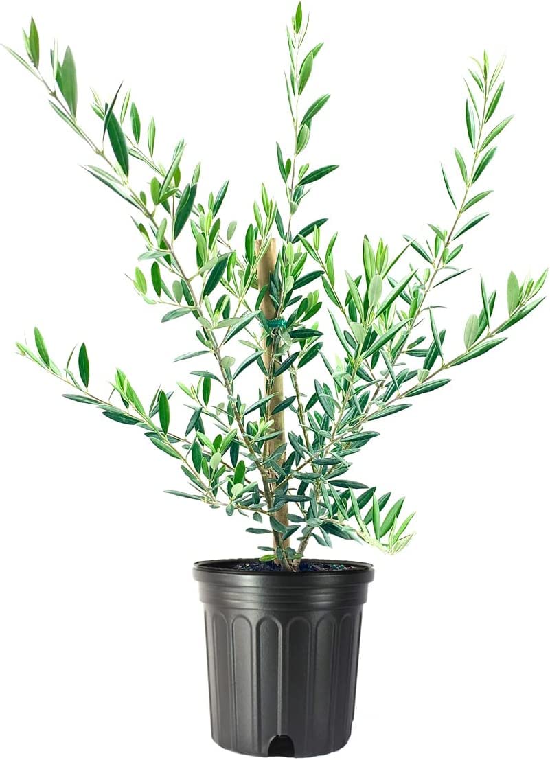 Arbequina Olive Tree - Beautiful Live Plant - 6 Inch Pot - Grow Your Own Olives Indoors - Olea Europaea