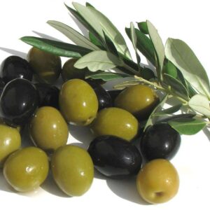 Arbequina Olive Tree - Beautiful Live Plant - 6 Inch Pot - Grow Your Own Olives Indoors - Olea Europaea