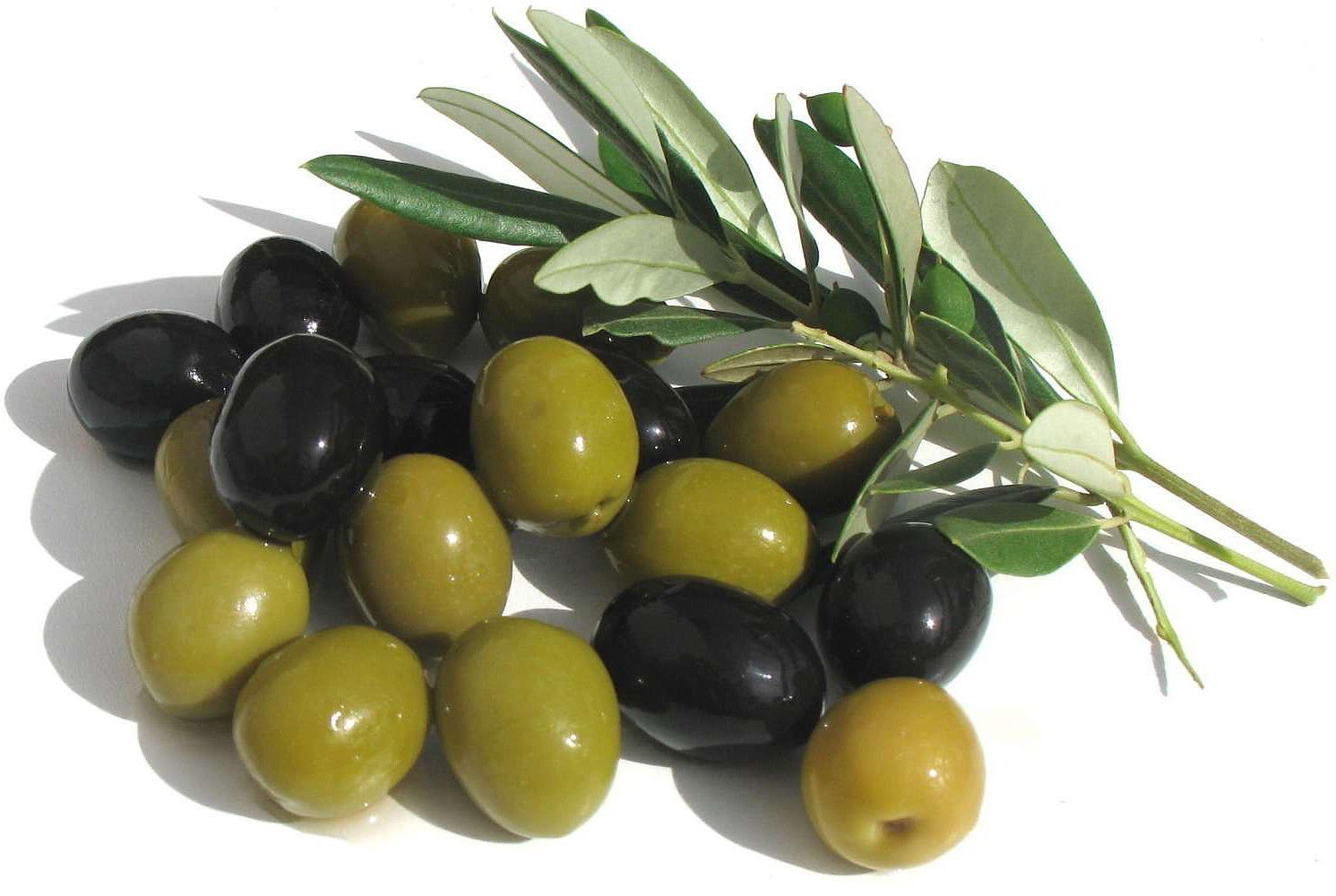 Arbequina Olive Tree - Beautiful Live Plant - 6 Inch Pot - Grow Your Own Olives Indoors - Olea Europaea