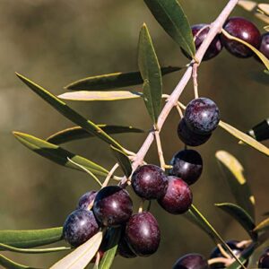 Arbequina Olive Tree - Beautiful Live Plant - 6 Inch Pot - Grow Your Own Olives Indoors - Olea Europaea