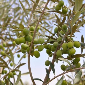 Arbequina Olive Tree - Beautiful Live Plant - 6 Inch Pot - Grow Your Own Olives Indoors - Olea Europaea