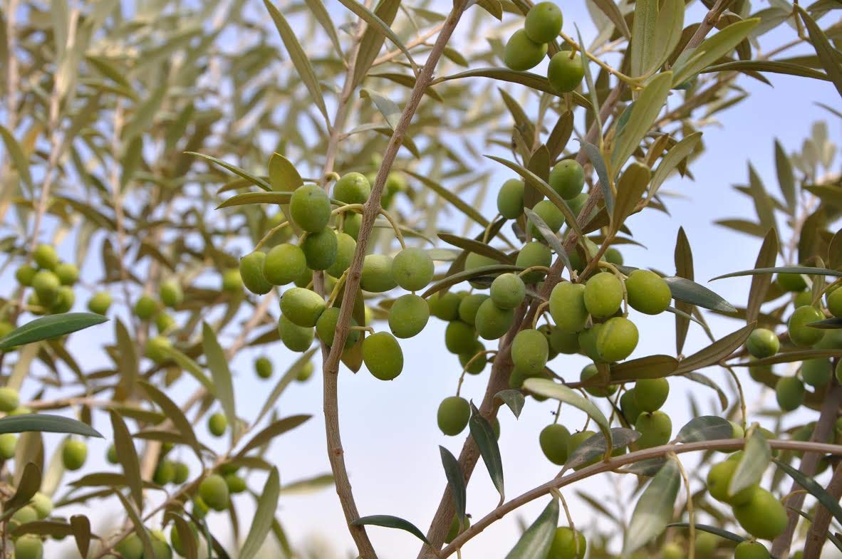 Arbequina Olive Tree - Beautiful Live Plant - 6 Inch Pot - Grow Your Own Olives Indoors - Olea Europaea