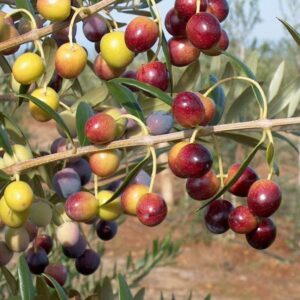 Arbequina Olive Tree - Beautiful Live Plant - 6 Inch Pot - Grow Your Own Olives Indoors - Olea Europaea