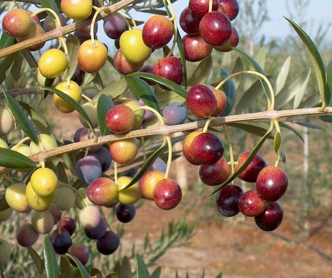 Arbequina Olive Tree - Beautiful Live Plant - 6 Inch Pot - Grow Your Own Olives Indoors - Olea Europaea