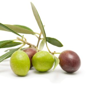 Arbequina Olive Tree - Beautiful Live Plant - 6 Inch Pot - Grow Your Own Olives Indoors - Olea Europaea