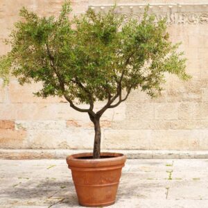 Arbequina Olive Tree - Beautiful Live Plant - 6 Inch Pot - Grow Your Own Olives Indoors - Olea Europaea