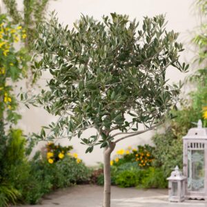 Arbequina Olive Tree - Beautiful Live Plant - 6 Inch Pot - Grow Your Own Olives Indoors - Olea Europaea