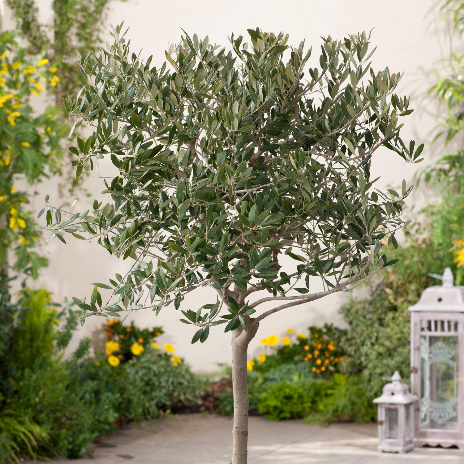 Arbequina Olive Tree - Beautiful Live Plant - 6 Inch Pot - Grow Your Own Olives Indoors - Olea Europaea