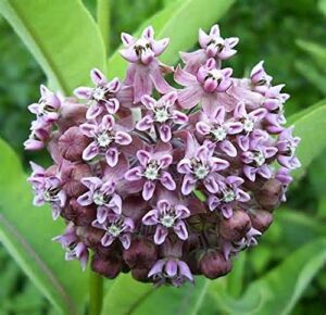 common milkweed native seeds (asclepias syriaca), pack of 100 seeds by seeds2go