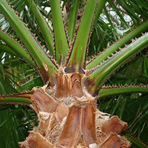 1086-Palm, Mexican Fan Tree (‎Washingtonia robusta) Seeds by Robsrareandgiantseeds UPC0764425786740 Non-GMO,Organic,USA-Grower,Bonsai, 1086 Package of 5 Seeds