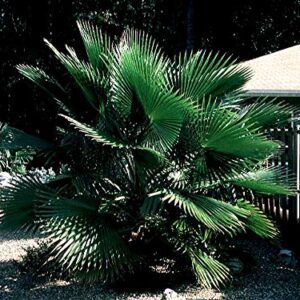 1086-Palm, Mexican Fan Tree (‎Washingtonia robusta) Seeds by Robsrareandgiantseeds UPC0764425786740 Non-GMO,Organic,USA-Grower,Bonsai, 1086 Package of 5 Seeds