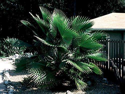 1086-Palm, Mexican Fan Tree (‎Washingtonia robusta) Seeds by Robsrareandgiantseeds UPC0764425786740 Non-GMO,Organic,USA-Grower,Bonsai, 1086 Package of 5 Seeds