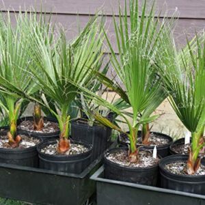 1086-Palm, Mexican Fan Tree (‎Washingtonia robusta) Seeds by Robsrareandgiantseeds UPC0764425786740 Non-GMO,Organic,USA-Grower,Bonsai, 1086 Package of 5 Seeds