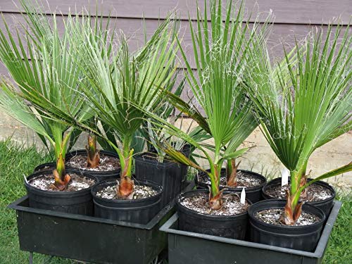 1086-Palm, Mexican Fan Tree (‎Washingtonia robusta) Seeds by Robsrareandgiantseeds UPC0764425786740 Non-GMO,Organic,USA-Grower,Bonsai, 1086 Package of 5 Seeds