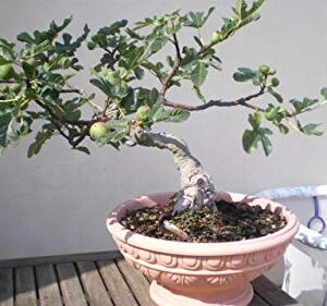 1087-Dwarf Honey Fig (Ficus carica) Seeds by Robsrareandgiantseeds UPC0764425786764 Non-GMO,Organic,Historic,Bonsai, 1087 Package of 5 Seeds