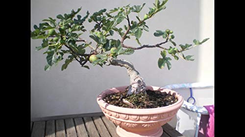 1087-Dwarf Honey Fig (Ficus carica) Seeds by Robsrareandgiantseeds UPC0764425786764 Non-GMO,Organic,Historic,Bonsai, 1087 Package of 5 Seeds