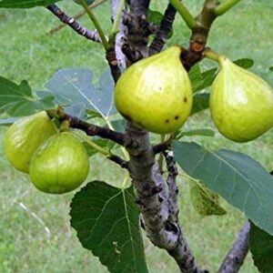 1087-Dwarf Honey Fig (Ficus carica) Seeds by Robsrareandgiantseeds UPC0764425786764 Non-GMO,Organic,Historic,Bonsai, 1087 Package of 5 Seeds