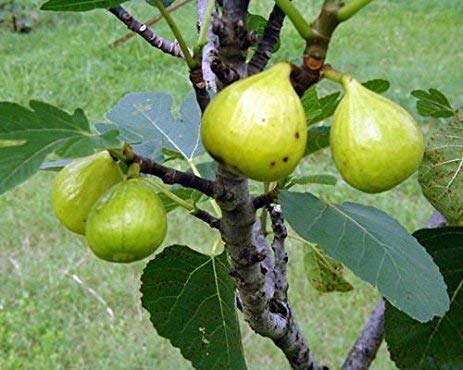 1087-Dwarf Honey Fig (Ficus carica) Seeds by Robsrareandgiantseeds UPC0764425786764 Non-GMO,Organic,Historic,Bonsai, 1087 Package of 5 Seeds