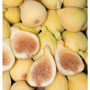 1087-Dwarf Honey Fig (Ficus carica) Seeds by Robsrareandgiantseeds UPC0764425786764 Non-GMO,Organic,Historic,Bonsai, 1087 Package of 5 Seeds