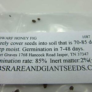 1087-Dwarf Honey Fig (Ficus carica) Seeds by Robsrareandgiantseeds UPC0764425786764 Non-GMO,Organic,Historic,Bonsai, 1087 Package of 5 Seeds