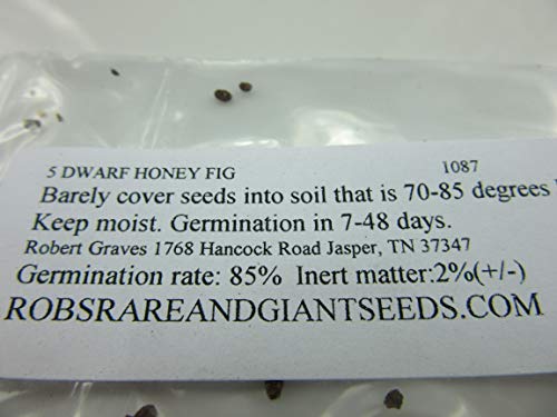 1087-Dwarf Honey Fig (Ficus carica) Seeds by Robsrareandgiantseeds UPC0764425786764 Non-GMO,Organic,Historic,Bonsai, 1087 Package of 5 Seeds