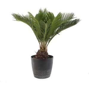 american plant exchange live king sago palm tree, japanese sago palm tree, plant pot for home and garden decor, 6" pot