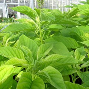 Organic Seeds Amaranth Chinese Spinach Green Edible Vegetable 400+++