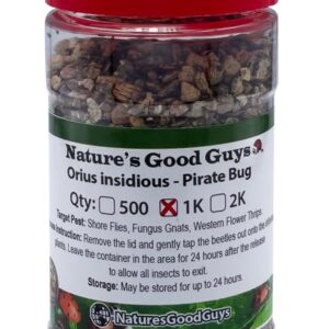 NaturesGood Guys 1,000 Orius insidiosis - Minute Pirate Bugs - Attacks All Stages of Thrips