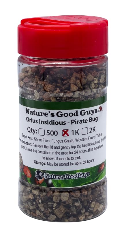 NaturesGood Guys 1,000 Orius insidiosis - Minute Pirate Bugs - Attacks All Stages of Thrips