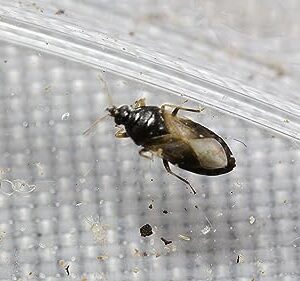 NaturesGood Guys 1,000 Orius insidiosis - Minute Pirate Bugs - Attacks All Stages of Thrips