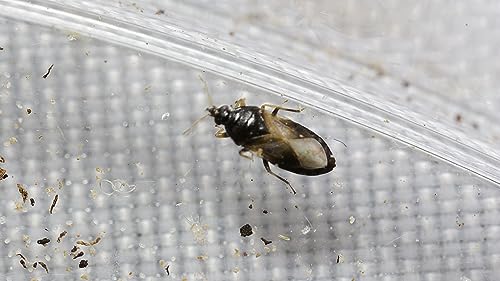 NaturesGood Guys 1,000 Orius insidiosis - Minute Pirate Bugs - Attacks All Stages of Thrips