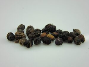 1112b-sapphire berry (symplocos paniculata) seeds by robsrareandgiantseeds upc0764425787099 non-gmo,organic,usa grower, bonsai, 1112-b package of 25 seeds