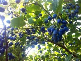 1112B-Sapphire Berry (Symplocos paniculata) Seeds by Robsrareandgiantseeds UPC0764425787099 Non-GMO,Organic,USA Grower, Bonsai, 1112-B Package of 25 Seeds