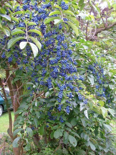 1112B-Sapphire Berry (Symplocos paniculata) Seeds by Robsrareandgiantseeds UPC0764425787099 Non-GMO,Organic,USA Grower, Bonsai, 1112-B Package of 25 Seeds