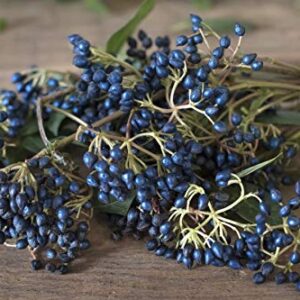 1112B-Sapphire Berry (Symplocos paniculata) Seeds by Robsrareandgiantseeds UPC0764425787099 Non-GMO,Organic,USA Grower, Bonsai, 1112-B Package of 25 Seeds