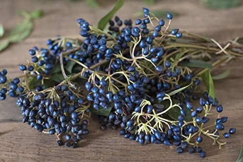 1112B-Sapphire Berry (Symplocos paniculata) Seeds by Robsrareandgiantseeds UPC0764425787099 Non-GMO,Organic,USA Grower, Bonsai, 1112-B Package of 25 Seeds