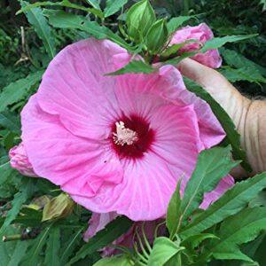 1112A-Tropical Hibiscus, Giant Pink (Hibiscus rosa-sinensis) Seeds by Robsrareandgiantseeds UPC0764425787105 Non-GMO,Organic,USA Grower, Cold Hardy, 1112-A Package of 10 Seeds