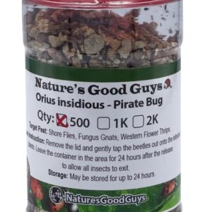 500 Orius insidiosis - Minute Pirate Bugs