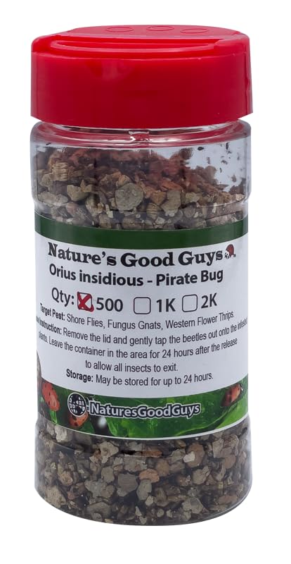 500 Orius insidiosis - Minute Pirate Bugs