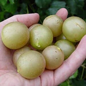 1128-Scuppernong/Muscadine,White,Tame (Vitis rotundifolia) Seeds by Robsrareandgiantseeds UPC0764425787334 Non-GMO,Organic,Historic Plants, Bonsai,1128 Package of 5 Seeds