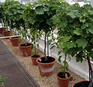 1128-Scuppernong/Muscadine,White,Tame (Vitis rotundifolia) Seeds by Robsrareandgiantseeds UPC0764425787334 Non-GMO,Organic,Historic Plants, Bonsai,1128 Package of 5 Seeds