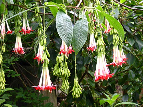 1126-Bolivian Fuchsia (Fuchsia boliviana) Seeds by Robsrareandgiantseeds UPC0764425787310 Non-GMO,Organic, Rare Species, Bonsai,1126 Package of 5 Seeds