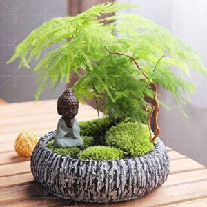 plat firm germination seeds:10pcs asparagus (asparagus setaceus)-smallboo bonsai setose asparagus