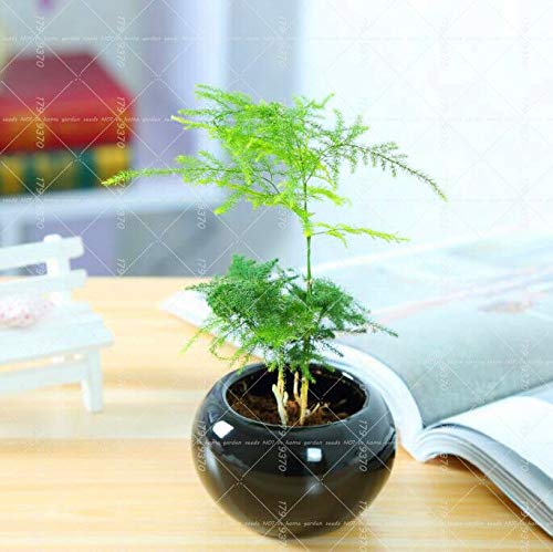 PLAT FIRM Germination Seeds:10PCS Asparagus (Asparagus Setaceus)-Smallboo Bonsai Setose Asparagus